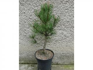 Borovica čierna - Pinus nigra nigra Výška: 60 - 70cm, 5L
