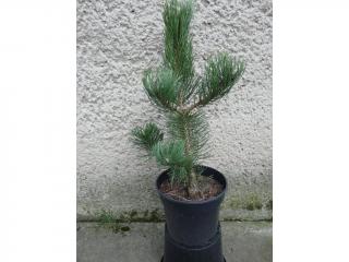 Borovica čierna - Pinus nigra Oregon Green Výška: 50 - 60cm, 3L