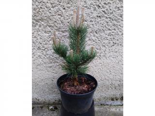 Borovica čierna - Pinus nigra Oregon Green Výška: 50 - 60cm, 5L