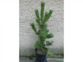Borovica čierna - Pinus nigra Oregon Green Výška: 60 - 70cm, 3L
