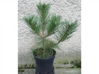 Borovica čierna - Pinus nigra Pyramidalis Výška: 50 - 60cm, 3L