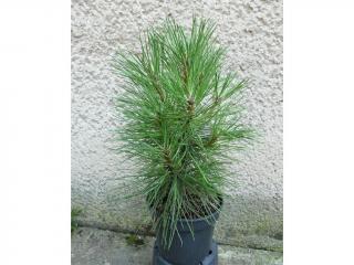 Borovica čierna - Pinus nigra Spielberg Výška: 40 - 50cm, 3L