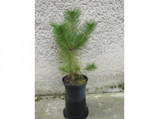 Borovica čierna - Pinus nigra Výška: 50 - 60cm, 3L