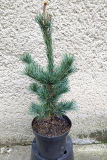 Borovica japonská biela - Pinus parviflora Ryu-Ju Výška: 40 - 50cm, 3L