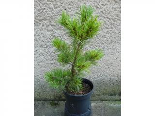 Borovica japonská biela - Pinus parviflora Schoon's Bonsai Výška: 40 - 50cm, 3L
