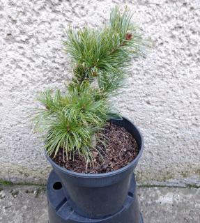 Borovica japonská biela - Pinus parviflora Shirobana Výška: 20 - 30cm, 3L