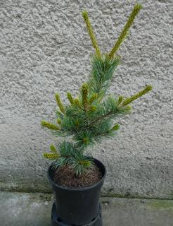 Borovica japonská biela - Pinus parviflora Shizukagoten Výška: 30 - 40cm, 3L