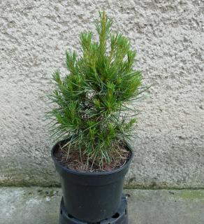 Borovica lesná - Pinus sylvestris Globosa viridis Výška: 40 - 50cm, 3L