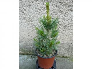 Borovica limba - Pinus cembra Columnaris Výška: 25 - 30cm, 2L