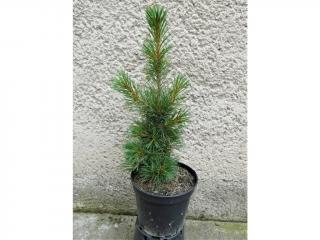 Borovica limba - Pinus cembra Columnaris Výška: 50 - 60cm, 5L