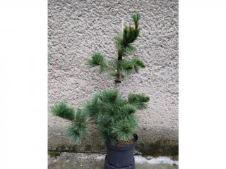 Borovica ohybná - Pinus flexilis Vanderwolfs Pyramid Výška: 50 - 60cm, 3L