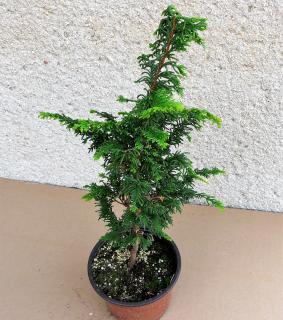 Cypruštek Tupolistý Kojolcohiba Výška: 40 - 50cm, 2L