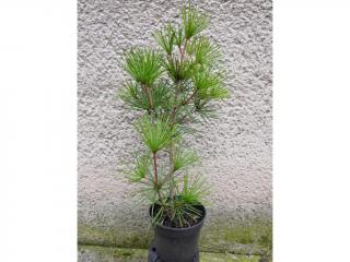 Dáždnikovec praslenovitý - Sciadopitys verticillata Výška: 50 - 60cm, 3L