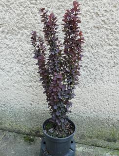 Dráč Thunbergov - Berberis thunbergii Dariusz Výška: 30 - 40cm, 2L