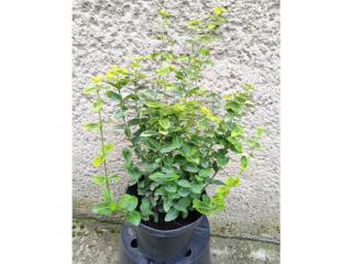 Euonymus fortunei Emerald n Gold - Bršlen Fortunov Výška: 40 - 50cm, 2L