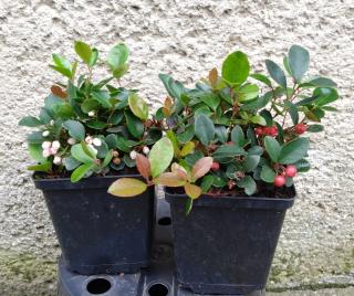 Gaultheria Ležatá -Gaultheria procumbens, Speedy Baron Výška: 5 - 10cm 0,5L