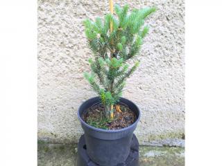 Jedľa kórejská - Abies koreana Blauer Pfiff Výška: 30 - 40cm, 3L