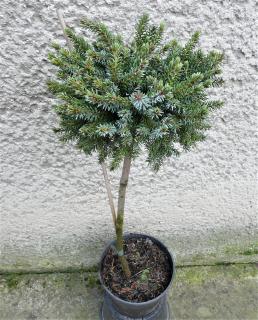 Jedľa ušlachtilá  Procumbens- Abies Procera Procumbens - kmienok Výška: 60 - 70cm, 3L