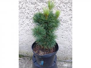 Pinus peuce - Borovica rumelská Výška: 30 - 40cm, 3L