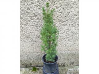 Smrek Biely Conica - Picea Glauca Conica Výška: 50 - 60cm, 2L