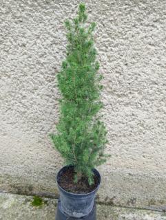 Smrek Biely Conica - Picea Glauca Conica Výška: 50 - 60cm, 3L