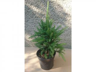 Smrek Obyčajný Cupressina - Picea Abies Cupressina Výška: 30 - 40cm, 3L