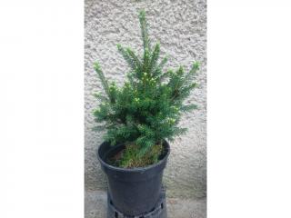 Smrek Obyčajný Wills´ Zwerg - Picea Abies Wills´ Zwerg Výška: 30 - 40cm, 3L