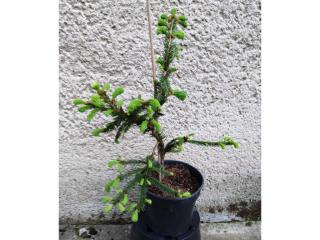 Smrek Obyčajný Wills´ Zwerg - Picea Abies Wills´ Zwerg Výška: 50 - 60cm, 3L