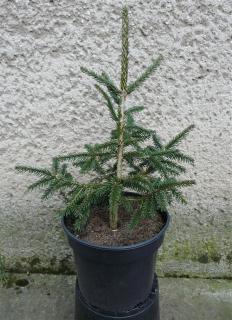 Smrek Obyčajný Wills´ Zwerg - Picea Abies Wills´ Zwerg Výška: 60 - 70cm, 3L