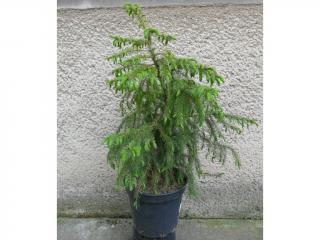 Smrek Omorikový - Picea Omorika Výška: 90 - 100cm, 7L