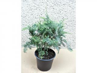 Thuja Koraiensis Výška: 40 - 50cm, 3L