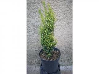 Tis Obyčajný David - Taxus Baccata David Výška: 40 - 50cm, 3L