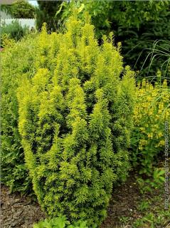 Tis Obyčajný David - Taxus Baccata David Výška: 70 - 80cm, 3L