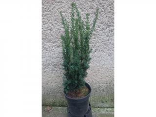 Tis obyčajný Fastigiata Robusta - Taxus Baccata Fastigiata Robusta Výška: 60 - 70cm, 3L