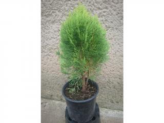 Tuja Východná Morgan - Thuja Orientalis Morgan Výška: 30 - 40cm, 2L