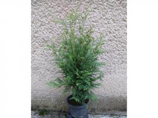 Tuja Západná Brabant - Thuja Occidentalis Brabant Výška: 60 - 70cm, 2L