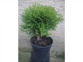 Tuja Západná Danica - Thuja Occidentalis Danica Výška: 30 - 40cm, 2L