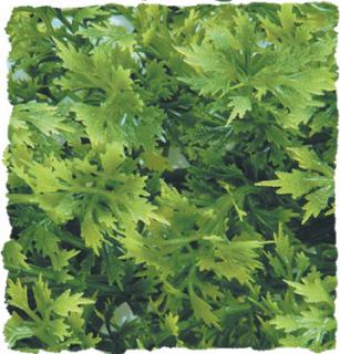 Australian Maple – Přírodní keřová rostlina