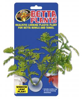 Betta Plant – rastlinka na sklo