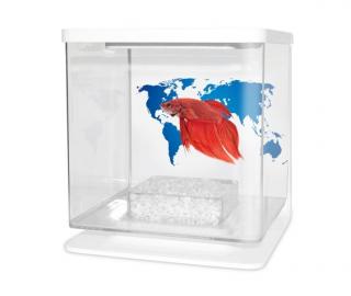 CATGATO Betarium Betta kit world map 2 l