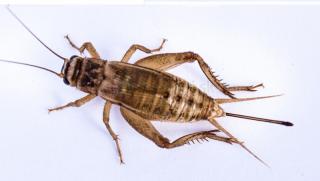 CVRČEK DOMÁCI (Acheta domestica) živý hmyz: malí 50 ks