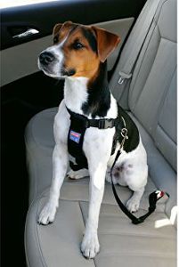 Postroj pes bezpečnostný do auta S Zolux