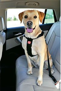 Postroj pes bezpečnostný do auta XL Zolux