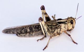 SARANČA SŤAHOVAVÉ (Locusta migratoria) živý hmyz: strední 10 ks