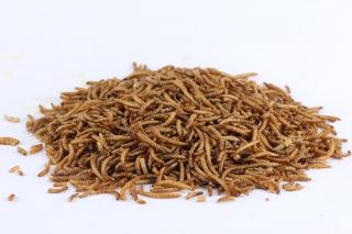 Sušený hmyz - múčne červy ml/g: 0,5l/80g