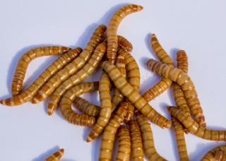 TENEBRIO MOLITOR živý hmyz: larvy 100 ml