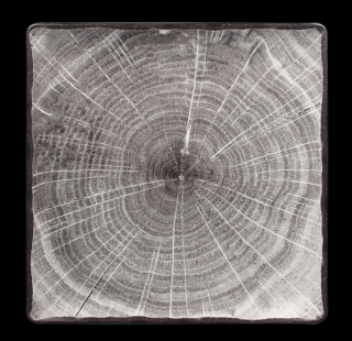 RAK Woodart talíř čtvercový 30 × 30 cm – šedá | RAK-WDEDSQ30BG