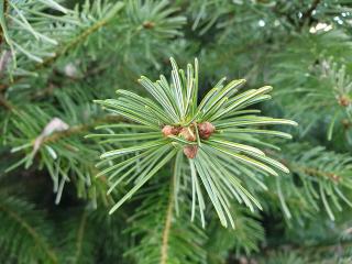 ABIES BALSAMEA ´NANA´ 20/30