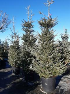 ABIES KOREANA, 175/200