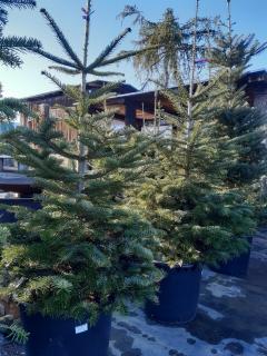 ABIES NORDMANNIANA 125/150